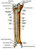 Anatomie: heup,bovenbeen,knie,onderbeen,enkel,voet,acetabulum,collum femoris,trachanter,femur,epicondyl,meniscus,kruisband,cruciate ligament,patella,knieschijf,tibia,fibula,malleolus,talus,calcaneus,tarsus,metatarsus,phalanx,falanx,quadriceps femoris,rectus femoris,sartorius,tensor fasciae latae,tractus iliotibialis,biceps femoris,gastrocnemius,semimembranosus,semitendinosus,soleus,suralis,vena saphena parva,vena saphena magna,sciatic,ischiadicus,peronea